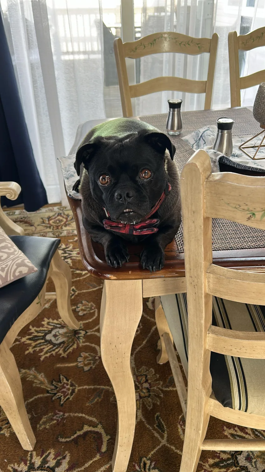 Russell, Gabriel and Dimple's dog